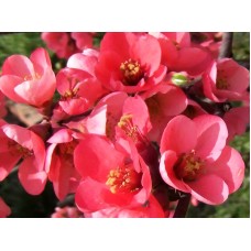 Декоративна дюла Chaenomeles sup. Salmon Horizon 